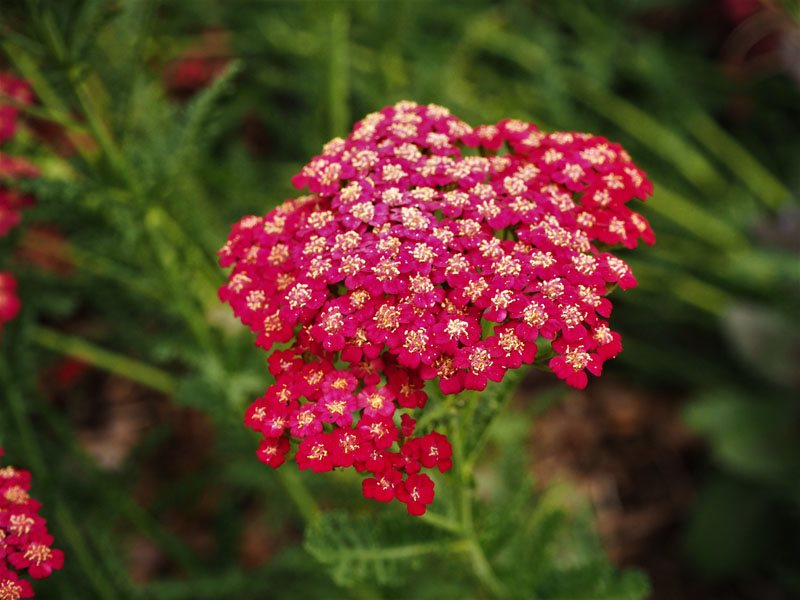 Yarrow Historical and Cultural Significance