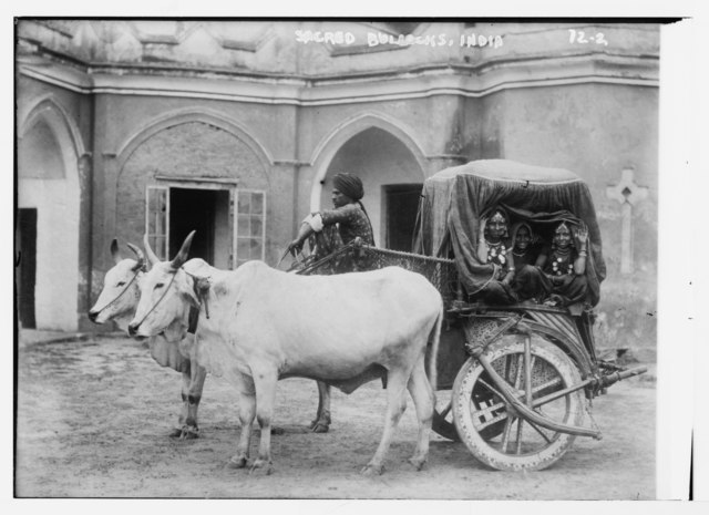 Three women smiling and greeting from a traditional bull cart in India.