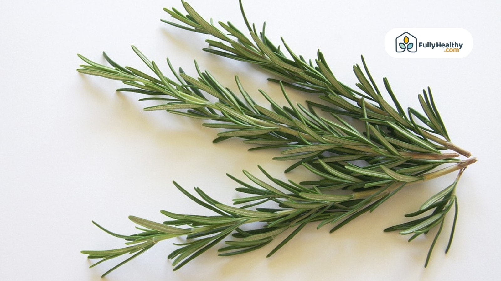 Fresh rosemary sprigs on a white background for culinary use