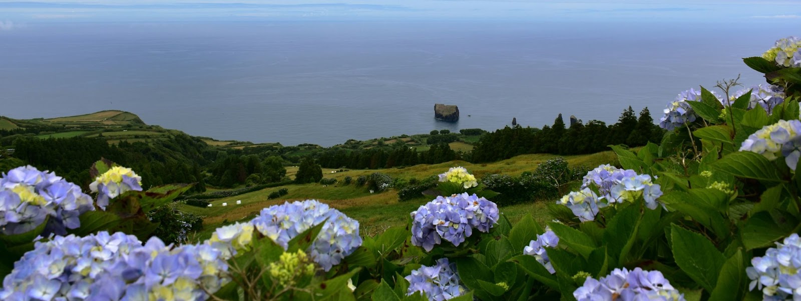 Vista panorâmica de hortênsias em primeiro plano, campos verdes e o mar ao fundo na Ilha de São Miguel, representando onde fica a Ilha de São Miguel, em Portugal.