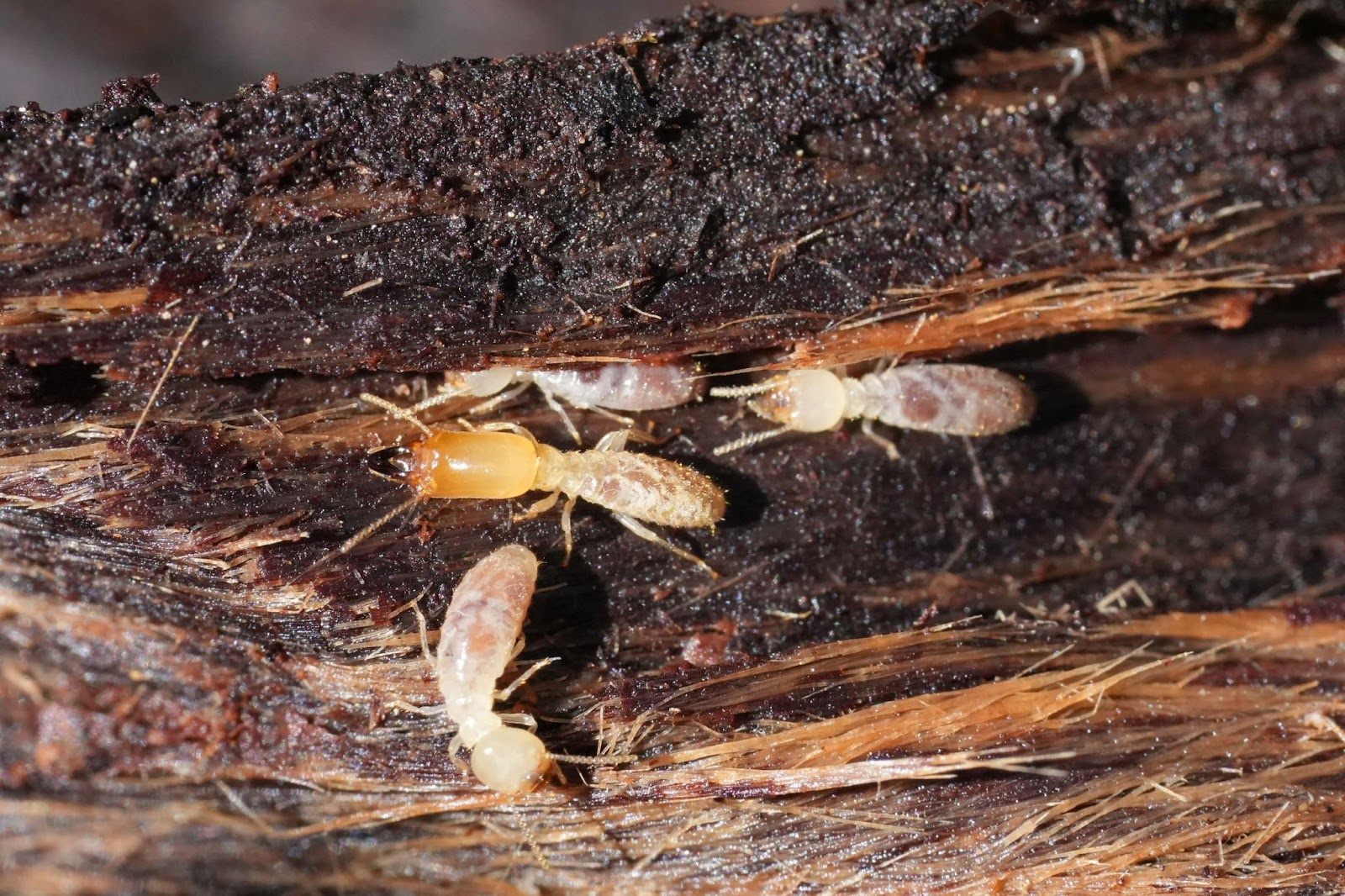 Close-up of termites eating through wood, showing damage and termite activity.