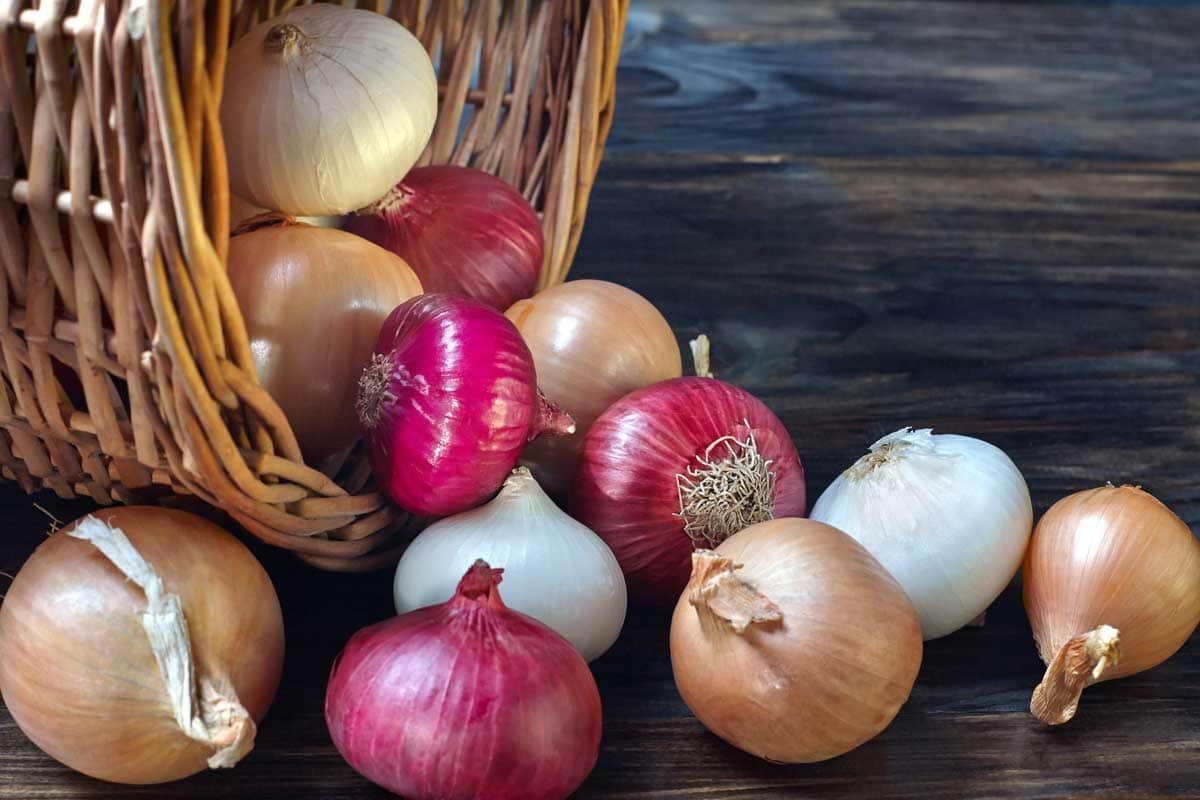 Onion Varieties 