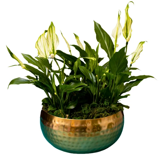 Lírio da paz branco ocm folhagens verde escuro em um vaso de bronze com a metade para baixo pintada de verde. O fundo é branco.