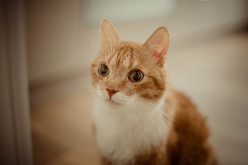 Close up of Cat