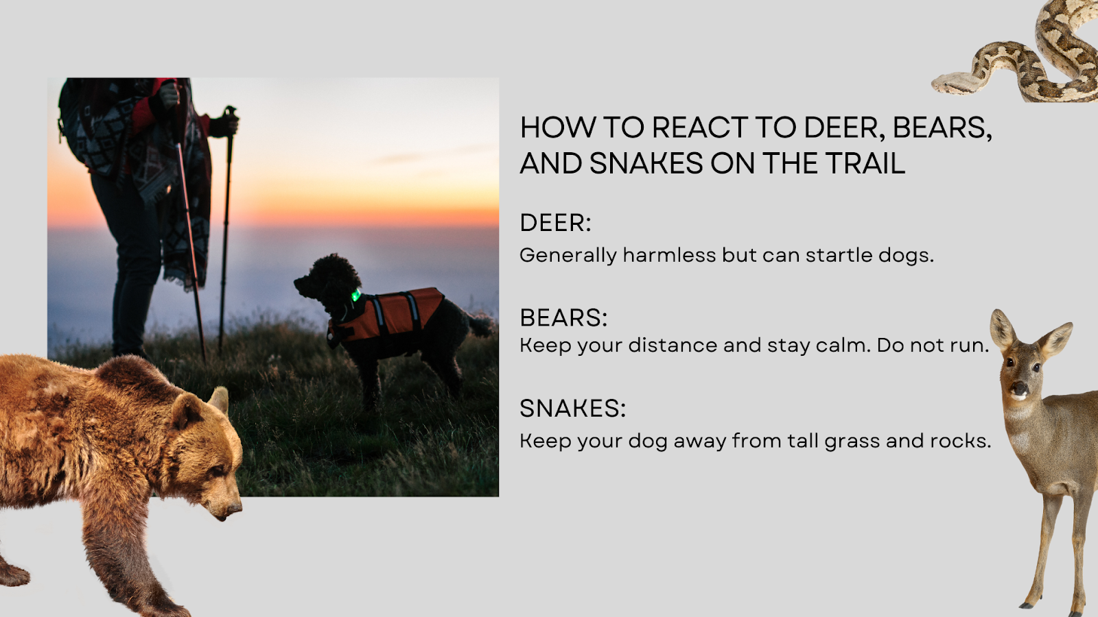 how to react to deer bears and snakes on a trail