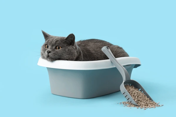 cat toilet training in a litter box