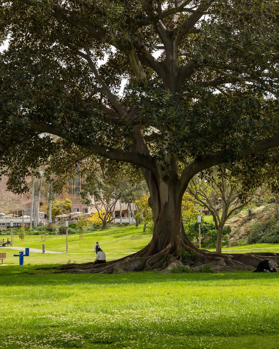 UC Irvine Arboretum