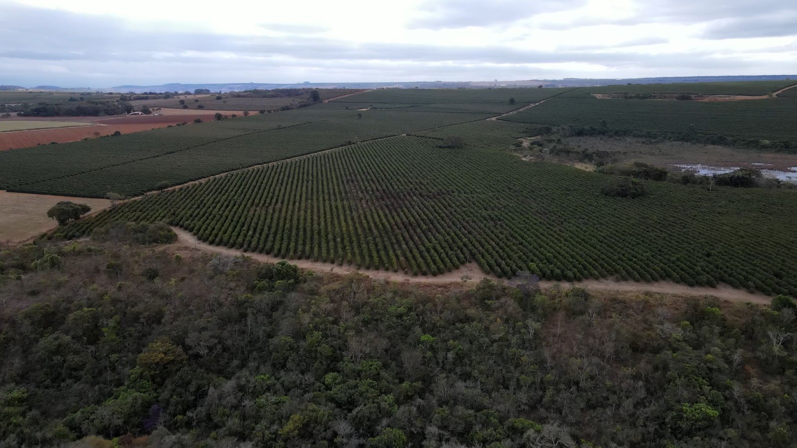 Lavouras de café no interior de Minas Gerais