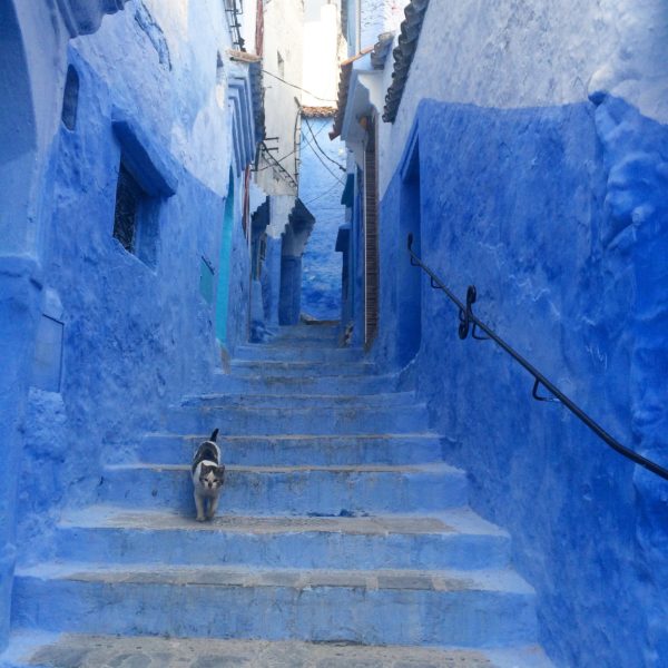 Cat in Chaouen