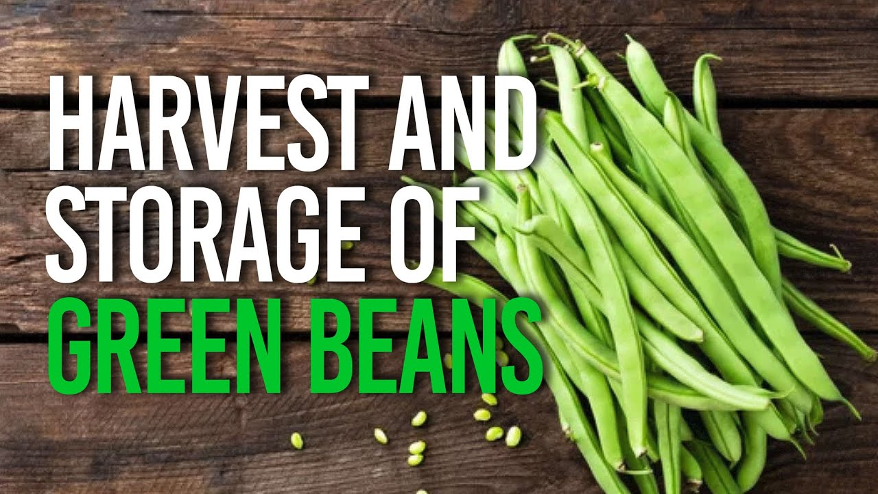 Harvest and Storage of Green Beans