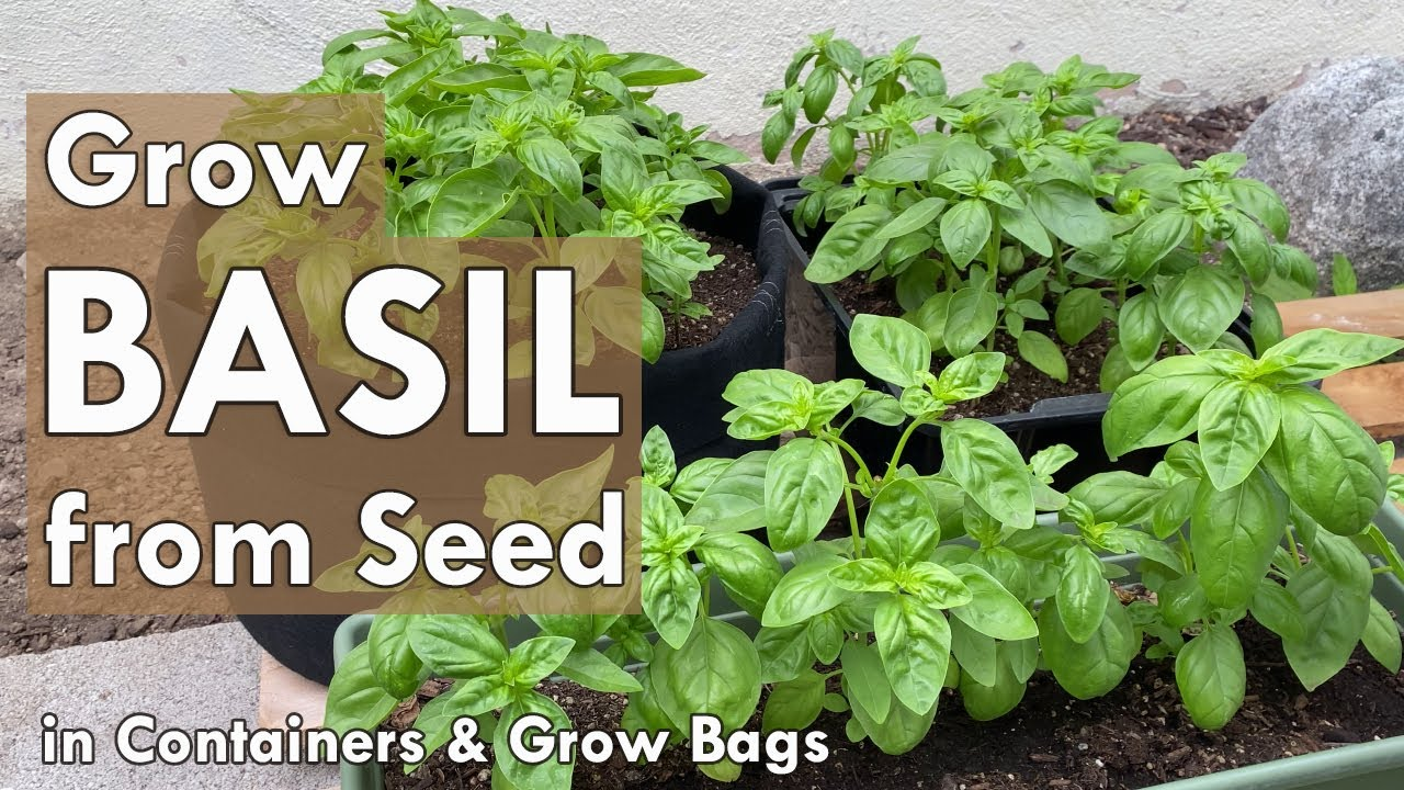 Growing Basil from Seeds