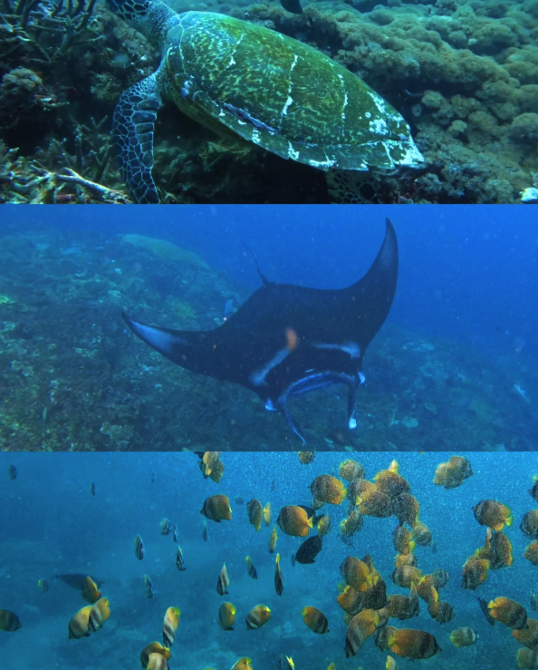 snorkeling at nusa penida bali