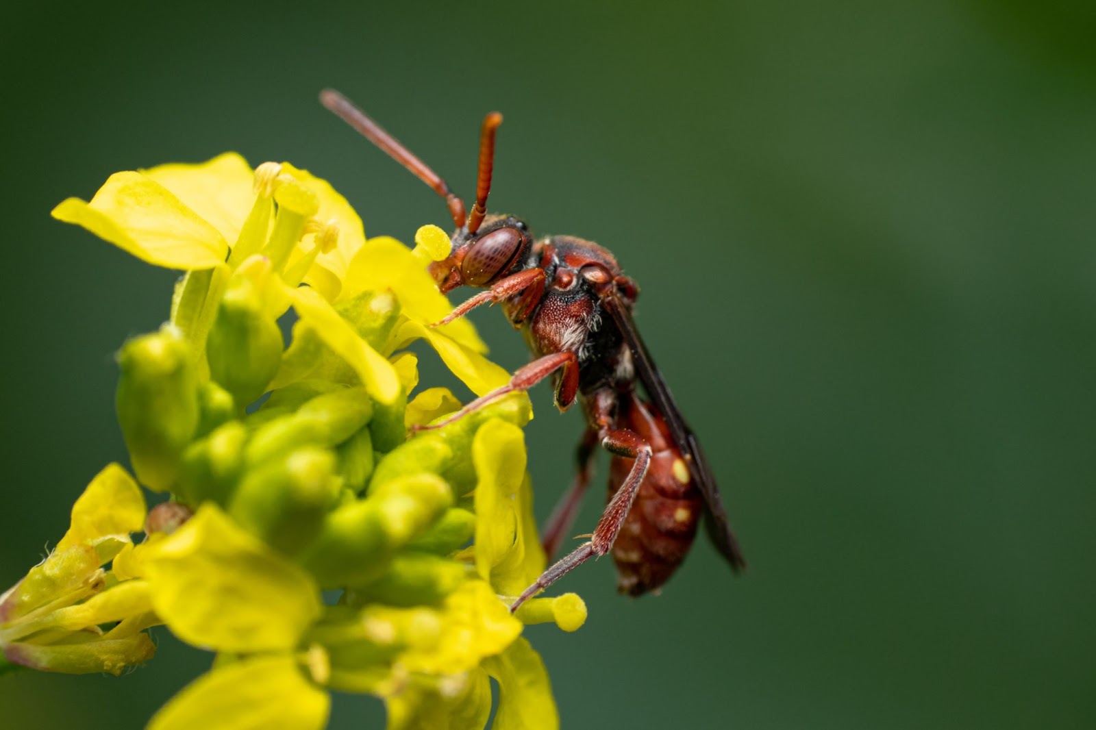 A red wasp perched on a bright flower, delicately sipping nectar amidst green foliage.