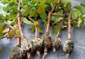 Nhân giống vô tính.olm
