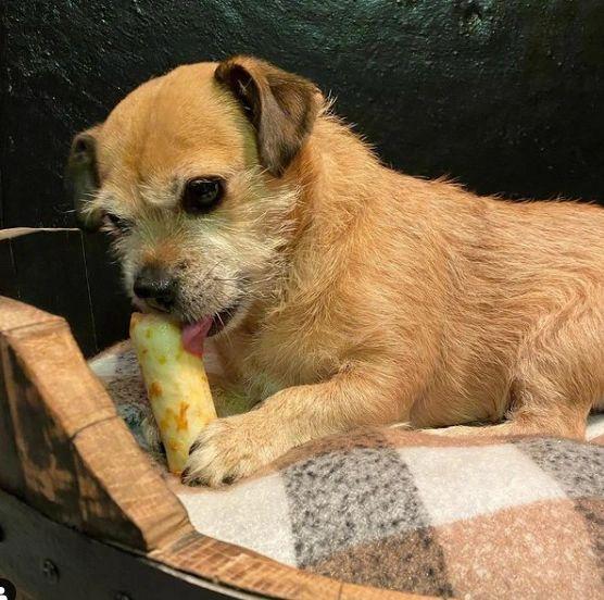 Maisy a jack russell cross pug enjoying a no hide chew