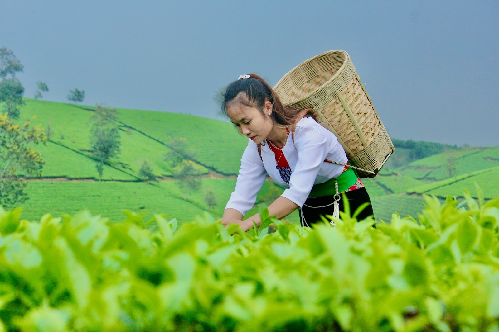 Nét đẹp lao động trên đồi chè Long Cốc - Ảnh 5.