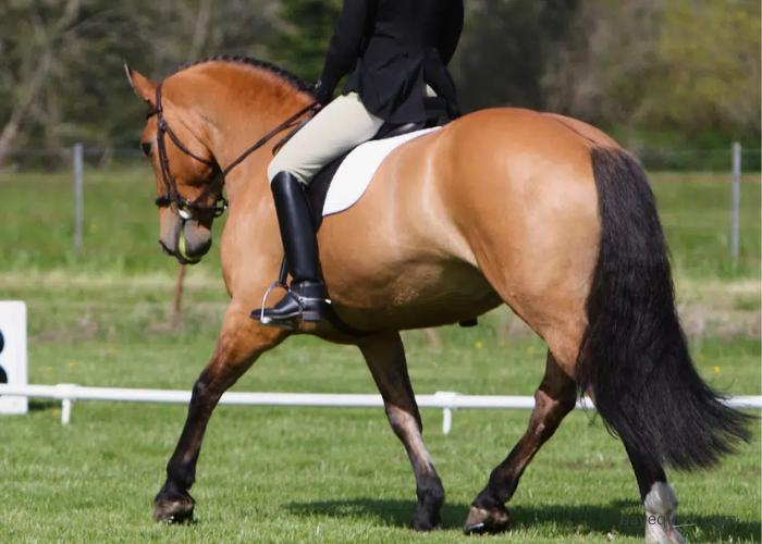 Sooty Buckskin Horse