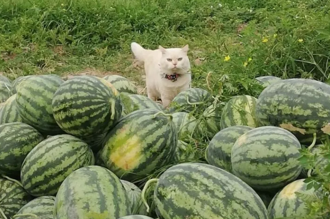 Intimidating Stare Becomes Guard Cat's Signature Weapon