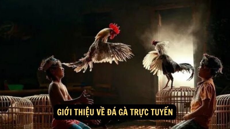 Giới thiệu về đá gà trực tuyến