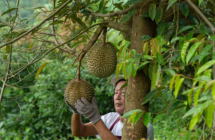 Trái sầu riêng Thái