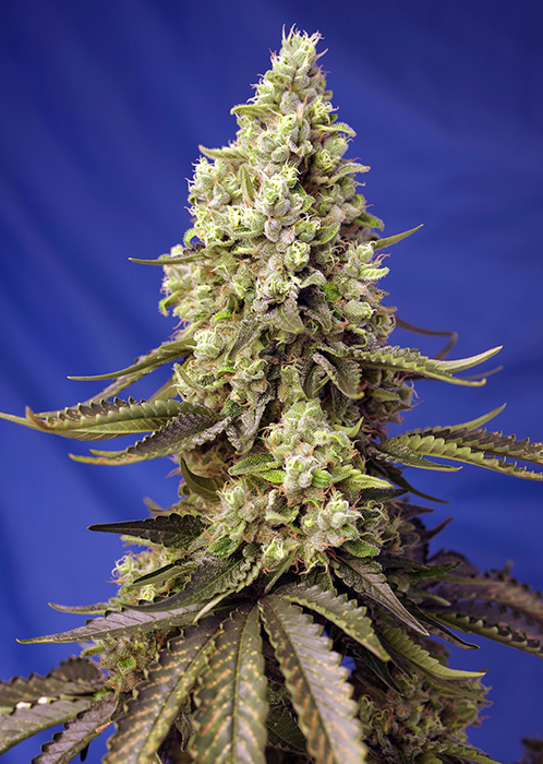 семена конопли от «‎Hohland Seeds»