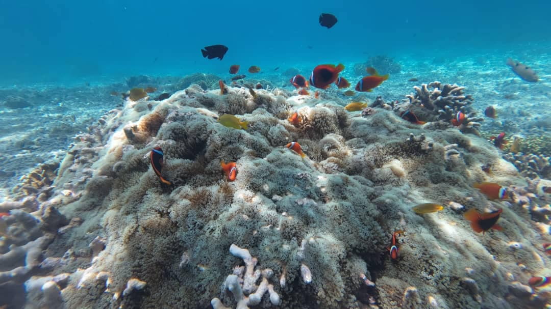 Image alt text: things to do in kota kinabalu Snorkelling Tour at Mamutik Island