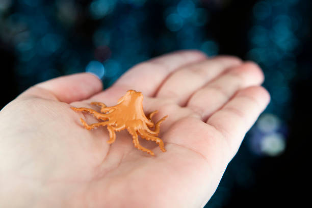 octopus for sale