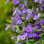 flowers name in kannada language