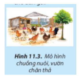 BÀI 11. KĨ THUẬT CHĂN NUÔI GÀ THỊT THẢ VƯỜN1. Vai trò của việc nuôi dưỡng, chăm sóc và phòng, trị bệnh cho vật nuôiCâu 1: Kể tên những công việc chăn nuôi được minh họa trong Hình 11.1 và sắp xếp chúng theo thứ tự hợp líĐáp án chuẩn:- Hình 11.1a: Tiêm phòng cho vật nuôi.- Hình 11.1b: Chọn giống và con giống phù hợp với mục tiêu chăn nuôi.- Hình 11.1c: Chuẩn bị và xây dựng chuồng trại- Hình 11.1d: Nuôi dưỡng, chăm sóc cho vật nuôi2. Chăn nuôi gà thịt thả vườn2.1. Chuẩn bị chuồng trạiCâu 2: Nêu yêu cầu của chuồng trại nuôi gà thể hiện trong mỗi trường hợp được minh họa ở Hình 11.2Đáp án chuẩn:* Hình 11.2a - Chuồng nuôi:- Chuồng nuôi được thiết kế rộng rãi, khô ráo, thoáng mát để gà nghỉ ngơi và tránh nắng mưa.- Có hệ thống cống rãnh để xử lí chất thải và nước thải.- Thực hiện tiêu độc, khử trùng và vệ sinh chuồng để bảo vệ môi trường chăn nuôi và xung quanh.* Hình 11.2b + 11.2c - Vườn bãi chăn thả gà:- Vườn bãi rộng, thường là bãi cỏ tự nhiên, cung cấp môi trường lý tưởng cho sinh trưởng của giun, đất và dế, là nguồn thức ăn cho gà.- Đặt máng ăn và máng uống cố định để giúp gà dễ dàng tiếp cận thức ăn và nước.Câu 3. Vì sao nền chuồng nuôi gà cần khô ráo, thoáng mát và dễ dọn vệ sinh?Đáp án chuẩn:Nền chuồng nuôi gà cần khô ráo, thoáng mát và dễ dọn vệ sinh để tạo môi trường thuận lợi, giúp gà khỏe mạnh, phát triển và ngăn ngừa các bệnh lây lan, đảm bảo chất lượng đàn gà.Câu 4: Vườn chăn thả gà đem lại những lợi ích gì cho đàn gà?Đáp án chuẩn:- Tạo nguồn thức ăn và cung cấp bóng mát cây xanh để gà có không gian vận động và tìm kiếm thức ăn.- Bảo vệ gà khỏi nguy cơ từ các loài thú hoang hoặc thú nuôi khác.Câu 5: Theo em, các giống gà thịt nuôi thả vườn như trong Hình 11.4 có đặc điểm hình thể như thế nào?Đáp án chuẩn:Chuồng trại rộng rãi, khô ráo, thoáng mát giúp đàn gà kháng bệnh tốt, thịt thơm ngon, dễ nuôi2.2. Chọn gà giốnga. Chọn giống gàb. Chọn gà con giốngCâu 6: Thể trạng của gà con giống ảnh hưởng như thế nào đến quá trình phát triển của đàn gà?Đáp án chuẩn:Chọn giống gà quan trọng vì gen của chúng ảnh hưởng đến phát triển và chất lượng thịt, trứng và cả đời thế hệ sau.2.3. Kĩ thuật nuôi dưỡng, chăm sóca. Thức ăn cho gàCâu 7: Nhu cầu thức ăn thay đổi như thế nào trong quá trình phát triển của gà?Đáp án chuẩn:- Gà con (1 ngày - 4 tuần tuổi): Cho gà ăn tự do cám phù hợp và bổ sung thêm ăn khoảng 6-7 lần/ngày. Vệ sinh khay ăn trước khi đưa thức ăn mới và thay nước 2-3 lần/ngày.- Gà tơ (gà non, mới lớn): Phối trộn lúa, gạo và rau vào thức ăn để cung cấp dinh dưỡng.- Gà thịt: Tăng lượng thức ăn, nước uống, và bổ sung thêm chất đạm, rau xanh để gà phát triển nhanh và chắc thịt.b. Chế độ chăm sócCâu 8: Hãy liệt kê các kĩ thuật chăm sóc vật nuôi non phù hợp để chăm sóc gà conĐáp án chuẩn:Giữ vệ sinh, phòng bệnh. Tiêm vắc xin định kỳVận động và tiếp xúc với ánh sángTập ăn sớm đa dạng các loại thức ăn để đảm bảo đủ chất dinh dưỡngGiữ ấm cơ thể2.4. Phòng và trị bệnhCâu 9: Ở mỗi trường hợp trong Hình 11.7, người chăn nuôi đã làm công việc gì để phòng và trị bệnh cho gà?Đáp án chuẩn:a. Khử khuẩn , vệ sinh chuồng trạib. Tiêm vaccine phòng bệnh cho gàCâu 10: Giữa phòng và trị bệnh cho gà nuôi, theo em công tác nào quan trọng hơn? Vì sao?Đáp án chuẩn:Việc phòng và trị bệnh cho gà là quan trọng vì phương ngay chữa bệnh. Phòng bệnh giúp tiết kiệm tiền bạc và thời gian cho sức chống bệnh có khả năng chữa chứa, để dòng th ho Karak l Cup alsoLuyện tậpCâu 1. Hãy cho biết tác dụng của việc thả gà ra vườn chăn thả khi mặt trời mọc và lùa gà về chuồng trước lúc mặt trời lặn.Đáp án chuẩn:Thả gà ra vườn chăn thả khi mặt trời mọc và đưa gà về chuồng trước khi mặt trời lặn vì:  - Ánh nắng tốt cho sức khỏe và tinh thần của gà.  - Gà được phơi nắng giúp tăng trưởng và vệ sinh cơ thể.  - Nắng giúp gà hấp thụ năng lượng và đổi chất tốt hơn.  - Hoạt động ngoài trời giúp gà săn chắc và khỏe mạnh hơn.  - Đưa gà vào chuồng trước khi mặt trời mọc để tránh gà con bị lạnh và ảnh hưởng đến sức khỏe.Câu 2. Hãy nêu đặc điểm của chuồng nuôi gà hợp vệ sinh. Tại sao chuồng nuôi cần cách xa khu vực người ở?Đáp án chuẩn:  - Lượng khí độc ít.  - Hệ thống cống rãnh đầy đủ để thoát nước và chất thải.  - Đảm bảo nhiệt độ và độ ẩm thích hợp.  - Cao ráo, thoáng mát, phù hợp với thời tiết.  - Bố trí thiết bị khác trong chuồng hợp lý.  - Quay về hướng đông nam để mùa hè mát mẻ và mùa đông ấm áp.  - Nền chuồng cao, tránh trơn trượt và ẩm ướt trong mùa mưa.  - Xây dựng cách xa khu dân cư theo quy định.  - Tường xây bằng gạch để ủ ấm, mái dốc để thoát nước nhanh.  - Hệ thống thoát nước xung quanh để tránh đọng nước và ô nhiễm.  - Bảo đảm vệ sinh, sạch sẽ, phòng trừ chuột, rắn, ruồi, muỗi.Chuồng nuôi cần được đặt cách xa khu vực dân cư để đảm bảo không khí sạch, vệ sinh và an toàn phòng dịch cho vật nuôi và sức khỏe con người, đồng thời bảo vệ nguồn nước cho cộng đồng sinh sống gần đó.Câu 3. Vì sao việc cung cấp thức ăn lại phụ thuộc vào các giai đoạn sinh trưởng của gà?Đáp án chuẩn:- Ở mỗi giai đoạn khác nhau, gà có nhu cầu dinh dưỡng và chất dinh dưỡng khác nhau. Gà con cần lượng thức ăn ít hơn và chất dinh dưỡng vừa đủ để phát triển cơ thể nhỏ bé, trong khi gà lớn cần nhiều dinh dưỡng để phát triển.- Gà con không thể tự kiếm ăn, phải ăn thức ăn được chế biến sẵn. Gà lớn có khả năng tự kiếm ăn và tiêu thụ thức ăn nhiều chất dinh dưỡng hơn.- Khả năng phát triển, kiếm ăn, hấp thụ và tiêu hóa chất dinh dưỡng của gà cũng khác nhau tùy thuộc vào từng giai đoạn của chúng.Câu 4. Vì sao cần tiêu độc, khử trùng chuồng trại sau mỗi đợt nuôi?Đáp án chuẩn:Cần tiêu độc và khử trùng chuồng trại sau mỗi đợt nuôi vì dù vật nuôi có khỏe mạnh sau đợt nuôi trước, không chắc rằng môi trường sạch sẽ hoàn toàn và không còn mầm bệnh. Việc này giúp khống chế bệnh dịch, tiêu diệt mầm bệnh, ngăn chặn lây lan và phát triển của vi khuẩn gây bệnh, từ đó nâng cao hiệu quả và bền vững của chăn nuôi.Vận dụng