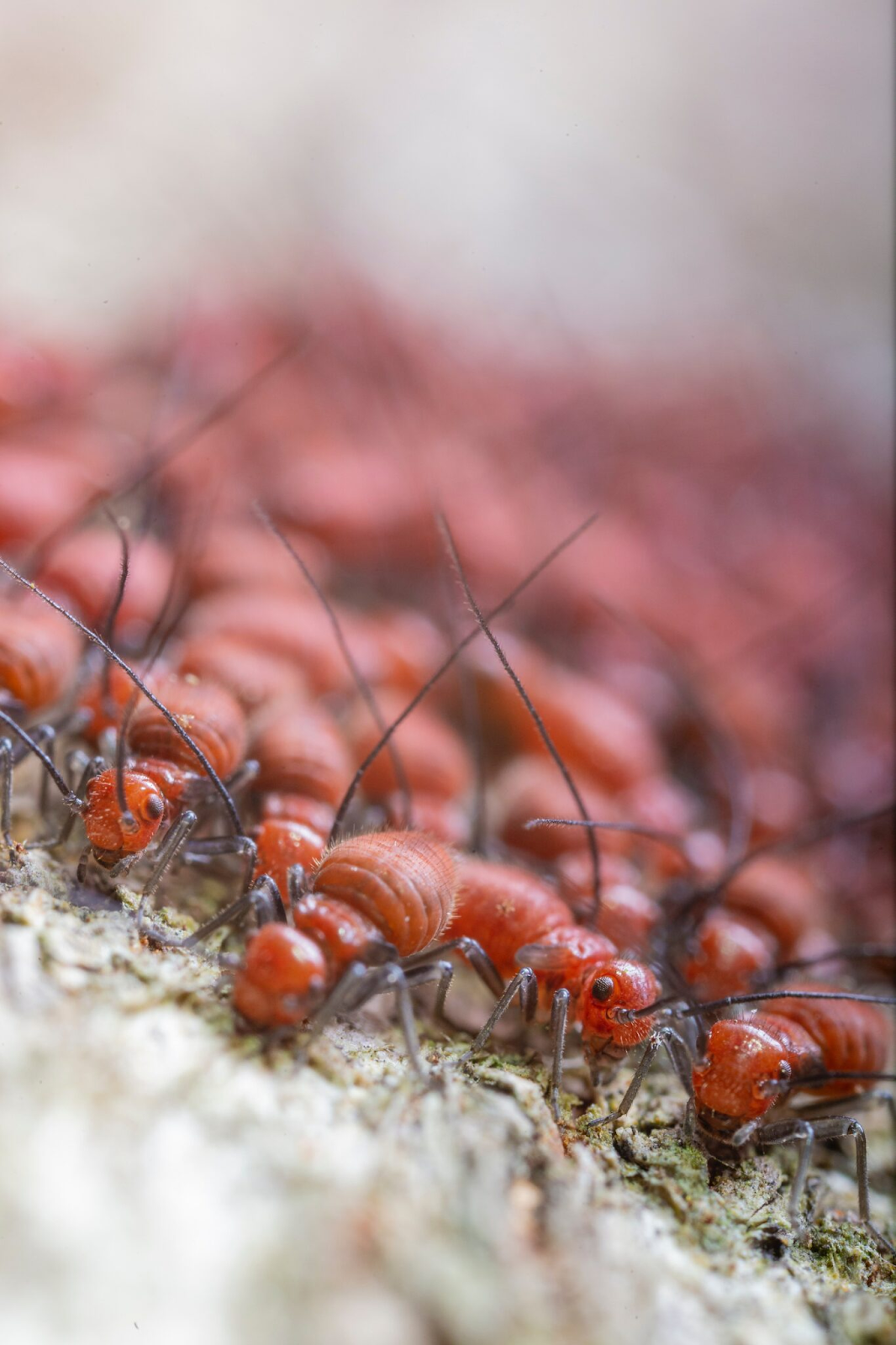 Close-up image of termites.