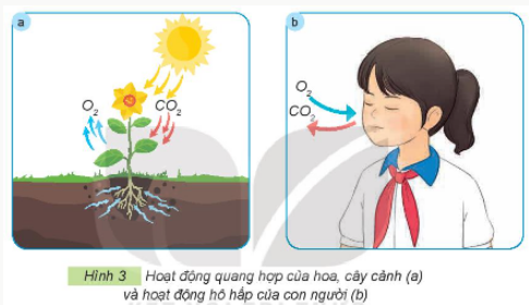 BÀI 1. LỢI ÍCH CỦA HOA, CÂY CẢNH ĐỐI VỚI ĐỜI SỐNG