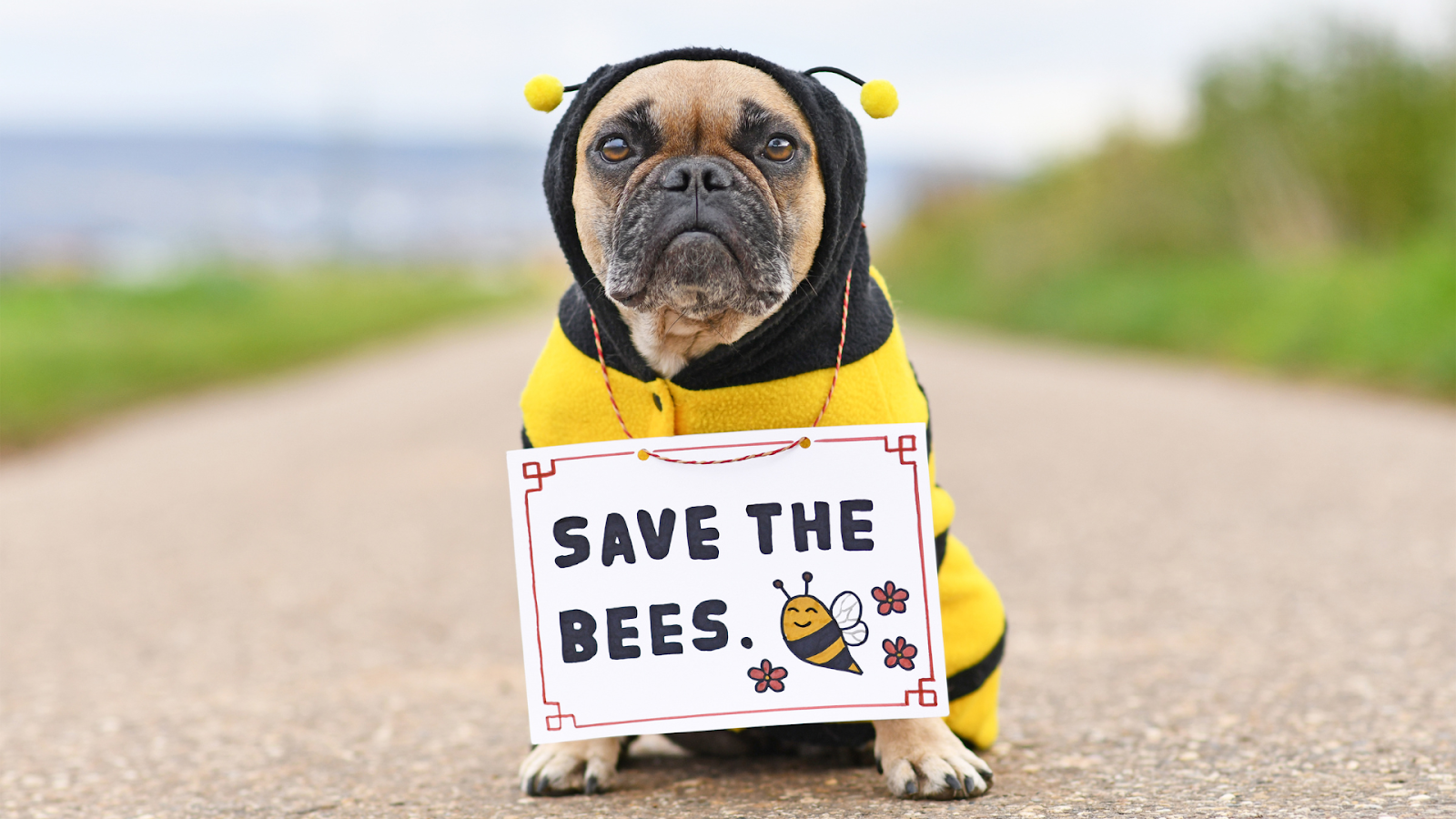 Dog wearing a bee costume and a sign