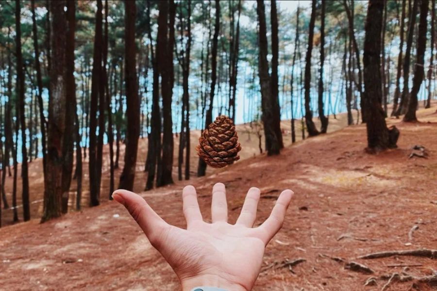 Notes when visiting Yen Minh pine forest.