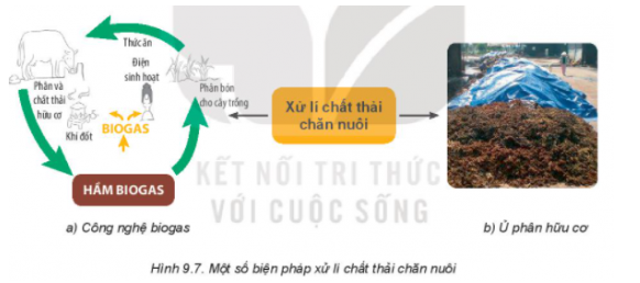 BÀI 9: GIỚI THIỆU VỀ CHĂN NUÔII. VAI TRÒ, TRIỂN VỌNG CỦA CHĂN NUÔIKhám phá: Câu hỏi: Quan sát Hình 9.1 và nêu một số vai trò của chăn nuôi.Đáp án chuẩn:- Hình 9.1a: Cung cấp thực phẩm- Hình 9.1b: Cung cấp phân bón hữu cơ trong trồng trọt.- Hình 9.1c: Cung cấp nguồn nguyên liệu cho xuất khẩu và chế biến.- Hình 9.1d: Cung cấp sức kéo.- Hình 9.1e: Làm cảnh, canh giữ nhà.II. VẬT NUÔI1. Một số vật nuôi phổ biến ở nước taCâu hỏi: Quan sát Hình 9.2 và cho biết những vật nuôi nào là gia súc, vật nuôi nào là gia cầm. Mục đích nuôi từng loại vật nuôi đó là gì?Đáp án chuẩn:- Những vật nuôi là gia súc: lợn (hình a); bò (hình d); Dê (hình g); Trâu (hình i).Mục đích: sản xuất hàng hóa ; thực phẩm (lấy thịt, sữa); sức lao động.- Những vật nuổi là gia cầm: gà (hình b); ngỗng (hình c); vịt (hình e) ; ngan (hình h)Mục đích: nuôi lấy thịt hoặc lấy trứng cung cấp thực phẩm hoặc các sản phẩm khác, lấy lông vũ.III. MỘT SỐ PHƯƠNG THỨC CHĂN NUÔI PHỔ BIẾN Ở VIỆT NAM1. Chăn nuôi nông hộ2. Chăn nuôi trang trạiCâu hỏi: Đọc nội dung mục III kết hợp với quan sát Hình 9.4, nêu đặc điểm của từng phương thức chăn nuôiĐáp án chuẩn:Hình 9.4a + 9.4c: Chăn nuôi nông hộ:- Đặc điểm: Quy mô nhỏ, đầu tư thấp.- Ưu điểm: Phổ biến, tận dụng nguồn lực tại chỗ.- Nhược điểm: Năng suất thấp, nguy cơ dịch bệnh cao, ô nhiễm môi trường.Hình 9.4b + 9.4d: Chăn nuôi trang trại:- Quy mô: Lớn, tập trung.- Đầu tư: Cao (chuồng trại, thức ăn, phòng bệnh).- Ưu điểm: Năng suất cao, ít dịch bệnh, bảo vệ môi trường.Câu hỏi: Tìm hiểu thêm về phương thức chăn nuôi nông hộ và phương thức chăn nuôi trang trại. Cho biết ưu điểm, hạn chế, khả năng phát triển trong tương lai của từng phương thức.Đáp án chuẩn:Ưu điểm, hạn chế chung:- Chăn nuôi nông hộ: Phổ biến, tận dụng nguồn lực tại chỗ nhưng năng suất thấp, dễ ô nhiễm.- Chăn nuôi trang trại: Hiệu quả cao, ít ô nhiễm nhưng đòi hỏi vốn lớn, kỹ thuật cao.Điểm khác nhau giữa chăn nuôi nông hộ và trang trạiĐặc điểmChăn nuôi nông hộChăn nuôi trang trạiQuy môNhỏLớnĐầu tưThấpCaoKỹ thuậtThấpCaoNăng suấtThấpCaoChất lượngKhó kiểm soátDễ kiểm soátMôi trườngDễ ô nhiễmÍt ô nhiễmLợi nhuậnThấpCaoLao độngTận dụng lao động gia đìnhTạo nhiều việc làmIV. MỘT SỐ NGÀNH NGHỀ PHỔ BIẾN TRONG CHĂN NUÔICâu hỏi: Đọc mục 1, mục 2 dưới đây và cho biết trong hai nghề đó , em thích hay cảm thấy phù hợp với nghề nào hơn? Tại sao?Đáp án chuẩn:Em thích nghề kỹ sư chăn nuôi vì em yêu động vật và muốn tạo ra những giống vật nuôi khỏe mạnh, năng suất cao.III. MỘT SỐ PHƯƠNG THỨC CHĂN NUÔI PHỔ BIẾN Ở VIỆT NAM1. Vệ sinh khu vực chuồng trại2. Thu gom và xử lí chất thải chăn nuôiCâu hỏi: Quan sát Hình 9.7 và nêu những biện pháp phổ biến trong xử lí chất thải chăn nuôiĐáp án chuẩn:Hình 9.7a: Công nghệ biogas (Hệ thống khí sinh học)Hình 9.7b: Ủ phân hữu cơCâu hỏi: Sử dụng internet, sách, báo,.. để tìm hiểu thêm về các biện pháp thu gom, xử lí chất thải chăn nuôi.Đáp án chuẩn:- Sinh học: Ủ phân, biogas, chế phẩm sinh học.- Vật lý: Ép tách phân.- Hóa học: Oxy hóa.Câu hỏi: Nêu mối quan hệ giữa trồng trọt và chăn nuôi.Đáp án chuẩn:- Trồng trọt: Cung cấp thức ăn cho chăn nuôi và con người.- Chăn nuôi: Cung cấp phân bón, sức kéo cho trồng trọt và thực phẩm cho con người.Câu hỏi: Hãy kể tên 3 loại vật thuộc nhóm gia súc, 3 loại thuộc nhóm gia cầm và vai trò của chúng theo mẫu bảng dưới đây:Đáp án chuẩn:Vật nuôiVai tròGia súcBò sữaCung cấp thực phẩm (thịt, sữa) và xuất khẩuTrâuCung cấp thực phẩm và sức kéo.ChóGiữ nhà, làm cảnh; làm bạn, cung cấp thực phẩmGia cầmGàCung cấp thực phẩm (thịt, trứng); lấy lông chế biến các sản phẩm tiêu dùng khác; phương tiện báo thức ở nông thôn; làm cảnh; đá gà;VịtCung cấp thịt, trứng, lông; một số loài phục vụ xiếc/NgỗngCung cấp thịt, trứng, lông, ngoài ra còn canh gác, giữ nhà.Câu hỏi: Ngày này, người ta cho rằng chất thải chăn nuôi là một nguồn tài nguyên rất có giá trị. Em cho biết ý kiến trên đúng hay sai? Tại sao?Đáp án chuẩn:Theo em ý kiến trên đúng. Vì chất thải chăn nuôi có thể được tái sử dụng gom lại phục vụ nông nghiệp và nhu cầu của từng địa phương.Câu hỏi: Biện pháp nào sau đây là nên hoặc không nên làm để bảo vệ môi trường?Đáp án chuẩn:- Các biện pháp nên làm: 6,7,9,10- Các biện pháp không nên làm: 1,2,3,4,5,8VẬN DỤNG