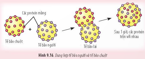 BÀI 9 - TẾ BÀO NHÂN THỰC