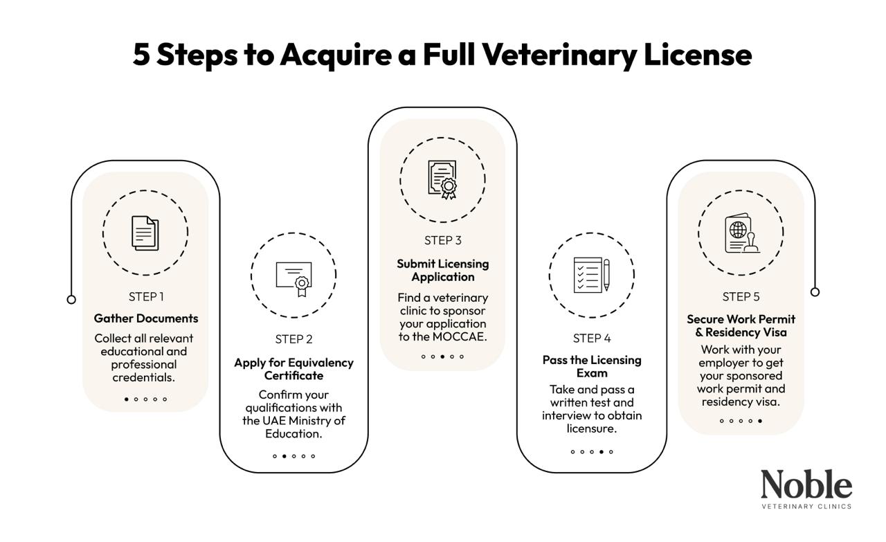 An infographic outlining the steps to acquire a full veterinary license for legally working in the UAE.