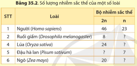 BÀI 35: NHIỄM SẮC THỂ VÀ BỘ NHIỄU SẮC THẾ