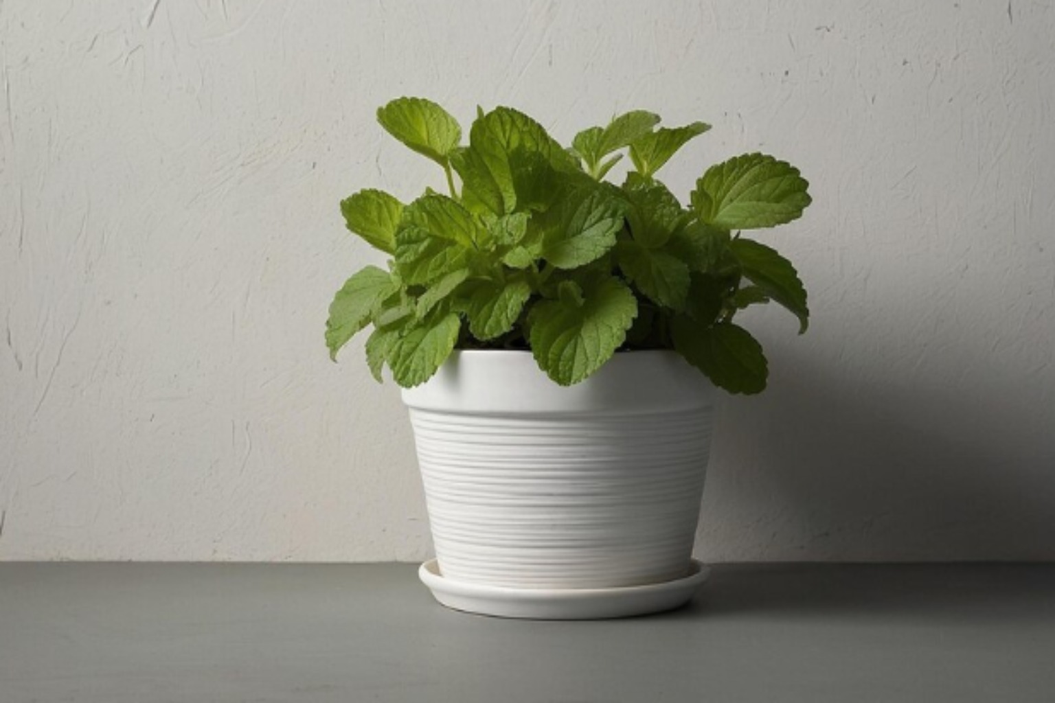 Plantas 