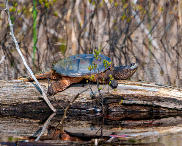 Snapping Turtle