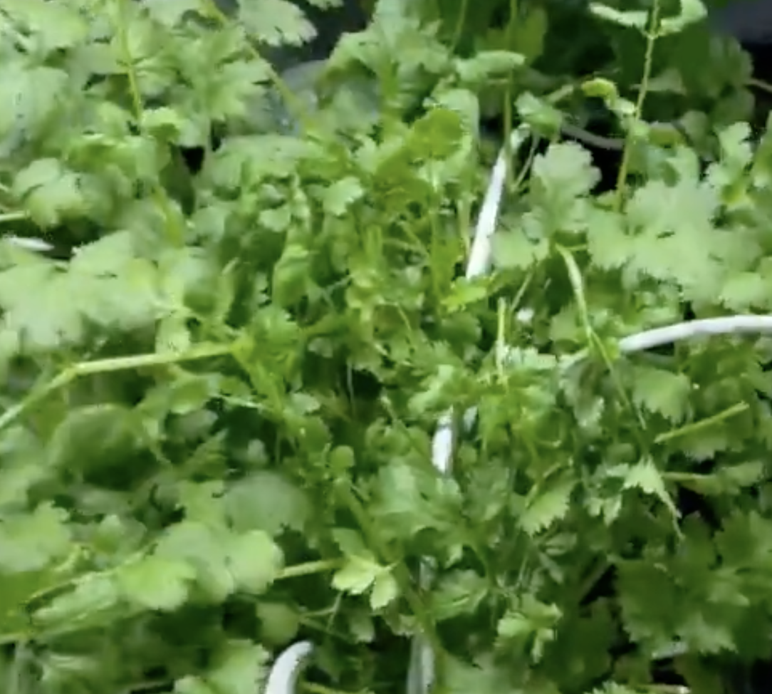 epic indoor cilantro