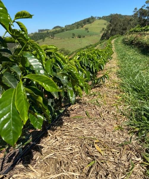 Lavoura de café em formação