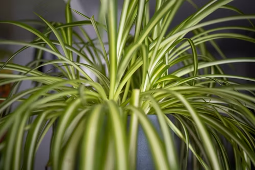 The Odor-Eating Plants