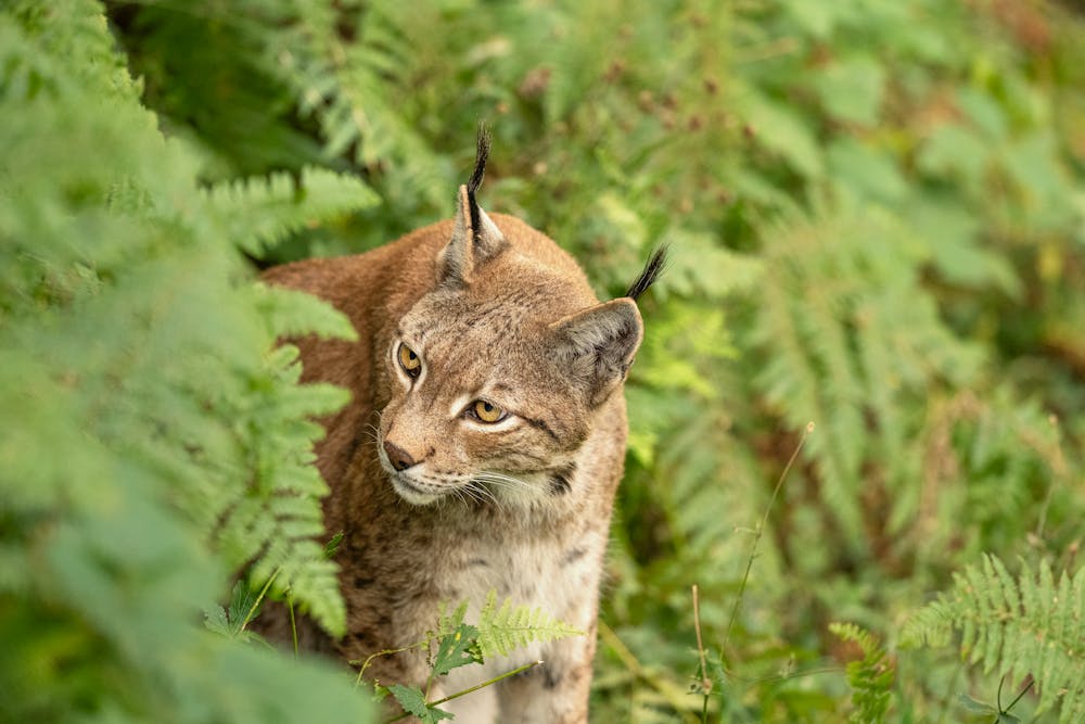 Eurasian Lynx Walking in Green Forest