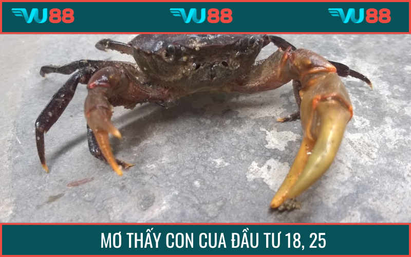 Mơ thấy con cua xuất hiện đơn độc cho thấy sự bảo thủ, che giấu