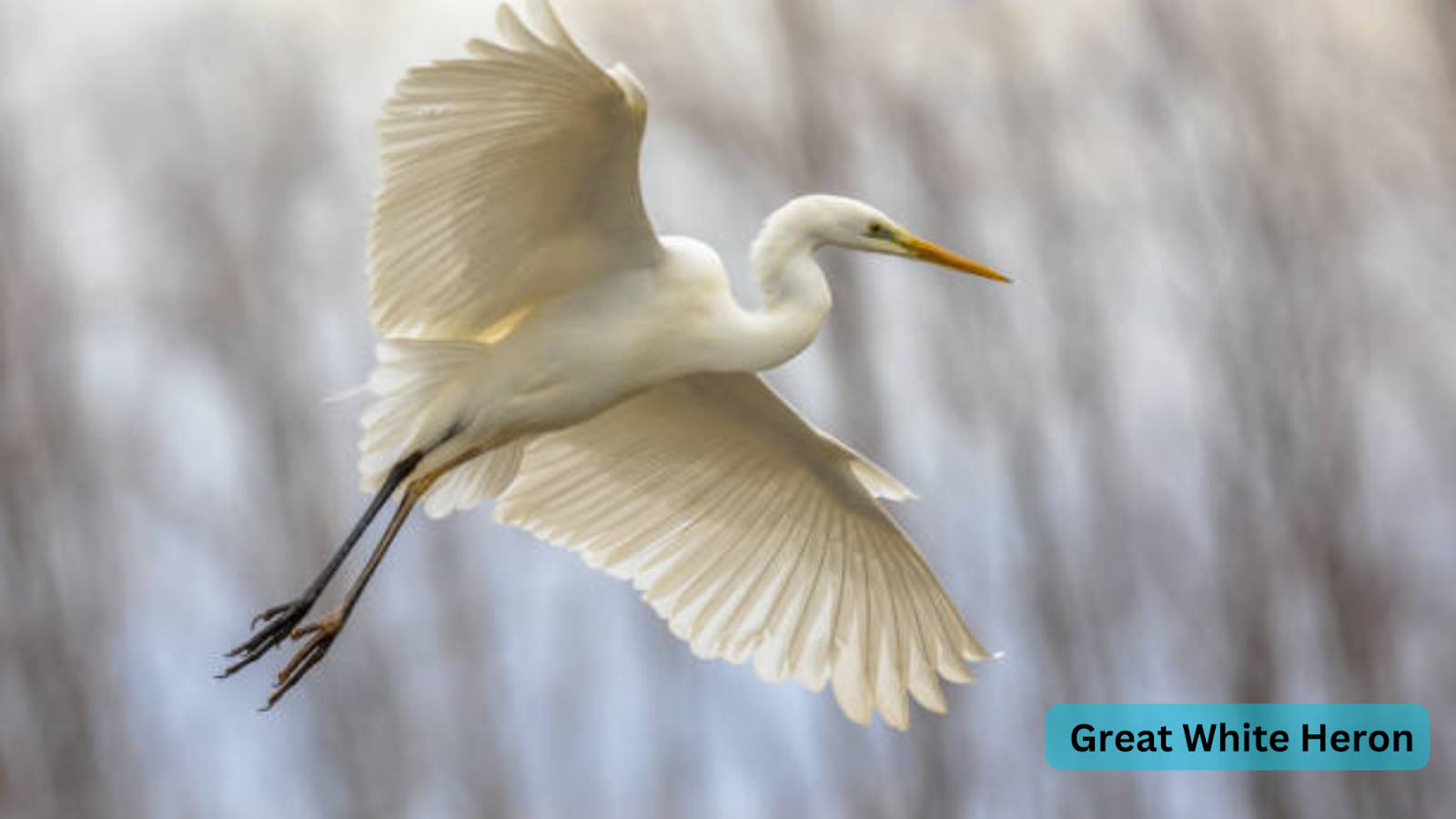 Great White Heron