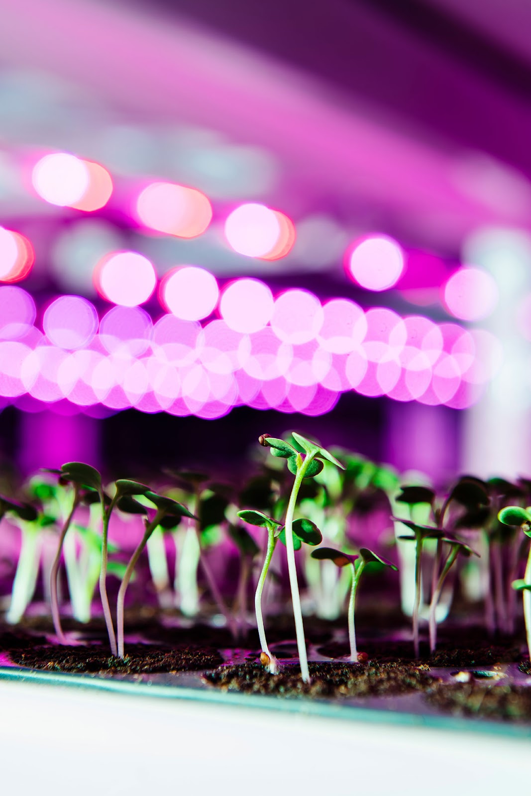 A close-up view of vibrant green seedlings sprouting from soil in a hydroponic farming setup. The plants are illuminated by pink and purple grow lights. The image highlights the early stages of plant growth in a controlled environment.