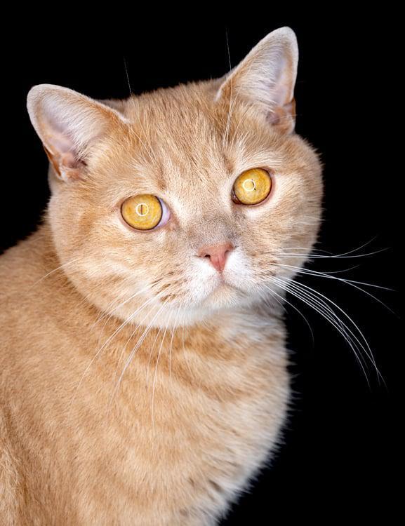 A close-up of a cat

AI-generated content may be incorrect.