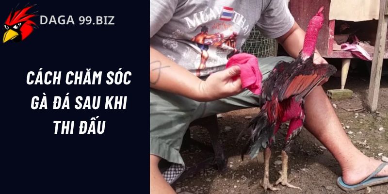 Hướng dẫn chăm sóc, hồi phục sức khỏe cho chiến kê sau thi đấu hiệu quả