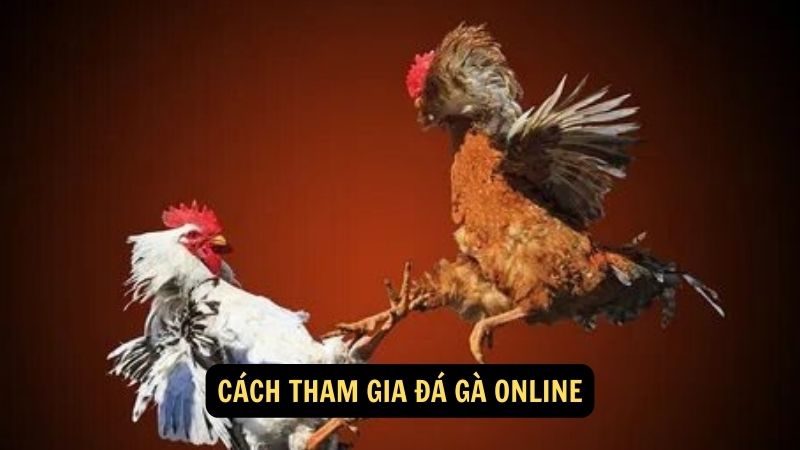 Cách tham gia đá gà online