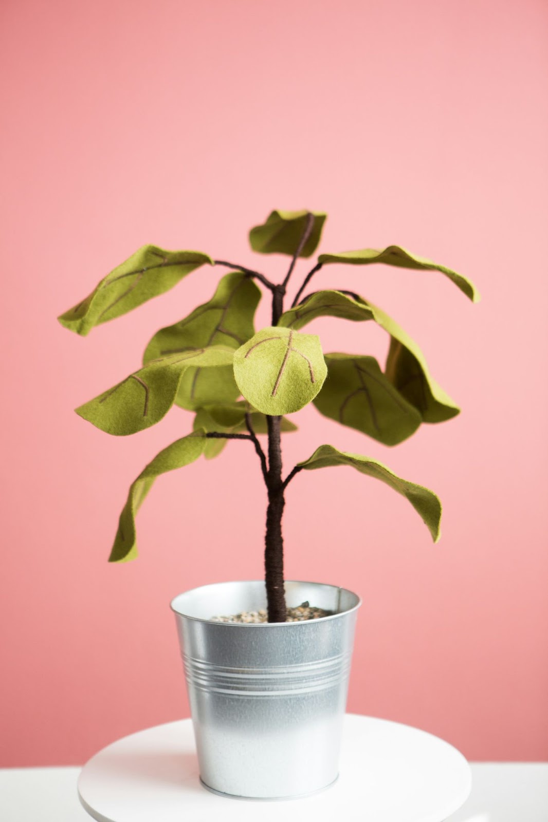 ficus care